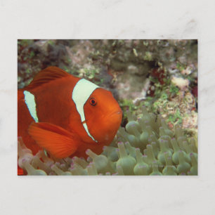 Carte Postale Poisson clown 2