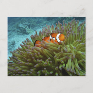 Carte Postale Poisson-clown occidental (Amphiprion ocellaris)