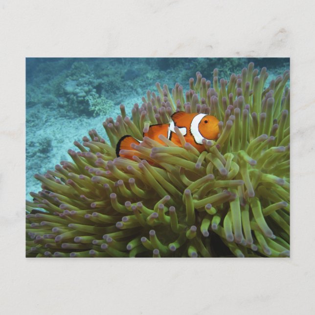 Carte Postale Poisson-clown occidental (Amphiprion ocellaris) (Devant)