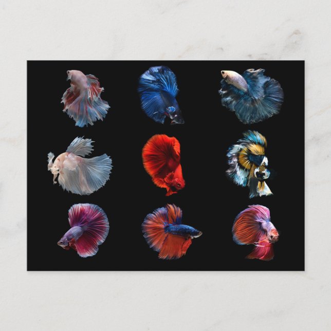 Carte postale Poisson Coloré (Devant)