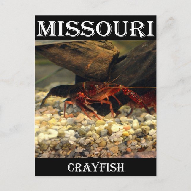 Carte Postale Poisson-crevettes du Missouri (Devant)