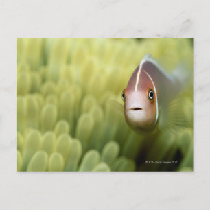 Carte Postale Poisson d'anémone rose