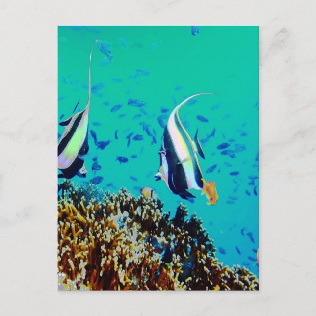 Carte postale Poisson dans les eaux Fidji (Devant)