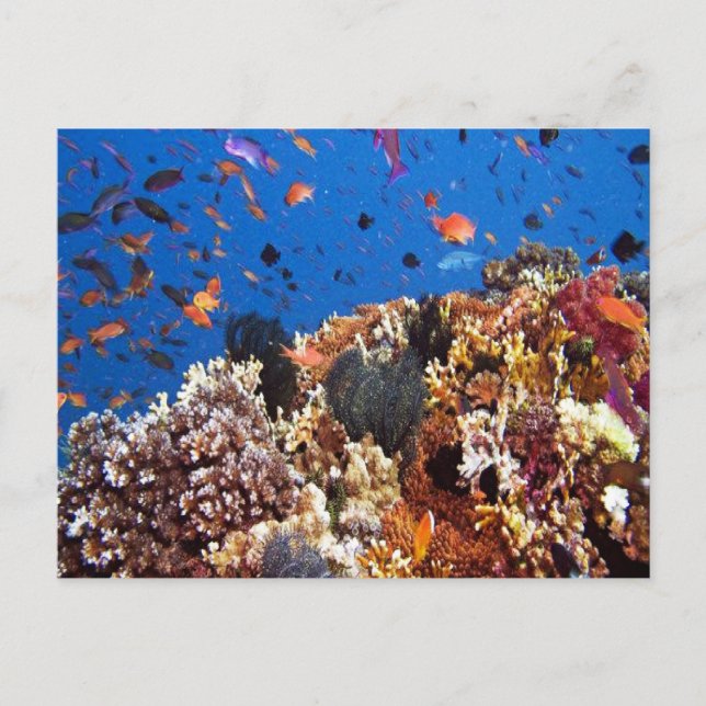 Carte postale Poisson dans les eaux Fidji (Devant)