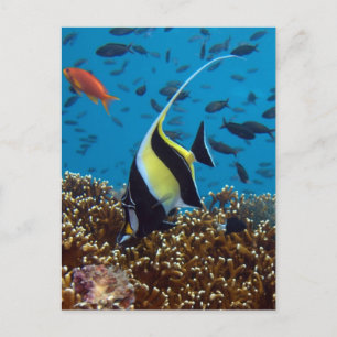 Carte postale Poisson dans les eaux Fidji