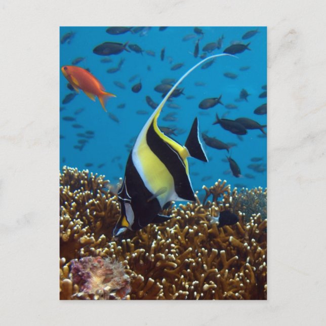 Carte postale Poisson dans les eaux Fidji (Devant)