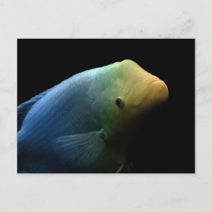 Carte Postale Poisson dans un réservoir - Photographie d'art