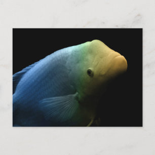 Carte Postale Poisson dans un réservoir - Photographie d'art