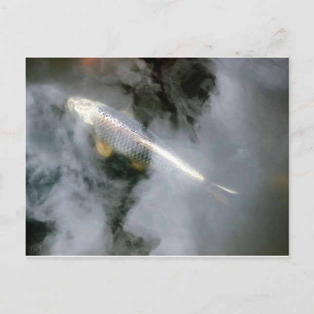 Carte Postale Poisson d'argent dans l'eau et les nuages (Devant)