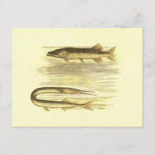 Carte Postale Poisson de brochet et brochet Vintage Lithographie