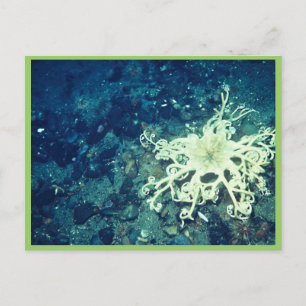 Carte Postale Poisson de panier