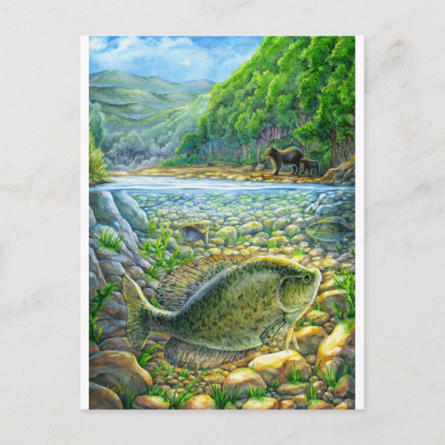 Carte Postale Poisson de rivière de montagne (Devant)