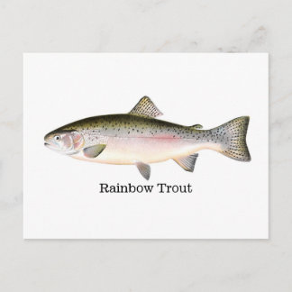 Carte Postale Poisson de truite arc-en-ciel