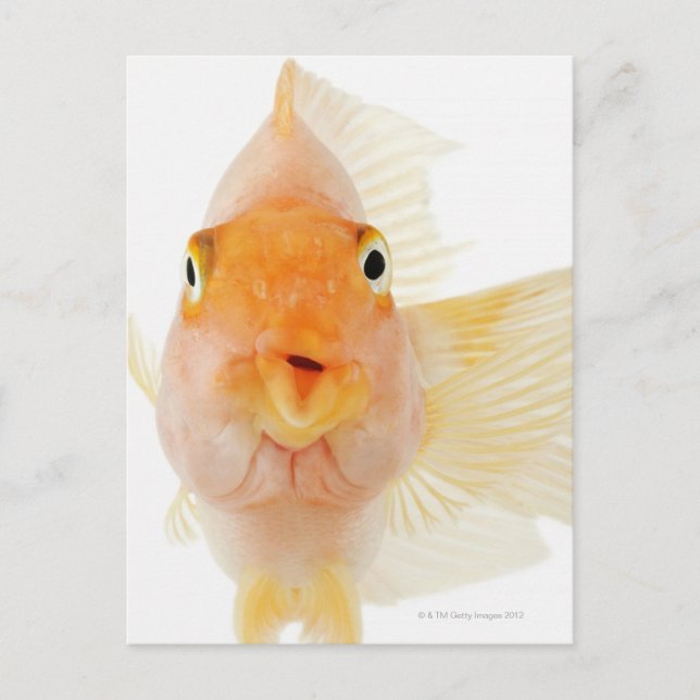 Carte Postale Poisson d'eau douce tropicale (Devant)