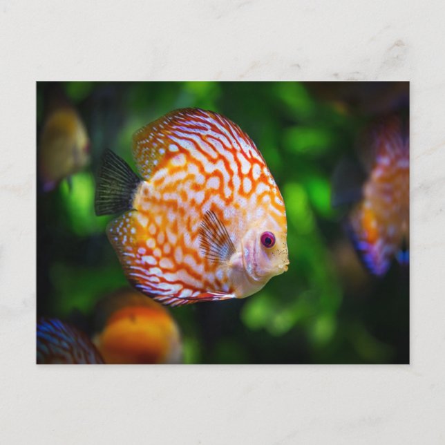 Carte Postale Poisson Discus (Devant)