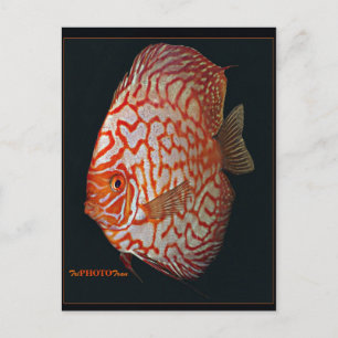 Carte Postale poisson discus