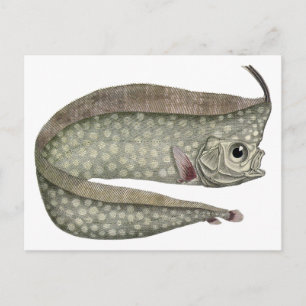 Carte Postale Poisson d'Oarfish vintage, Vie aquatique marine
