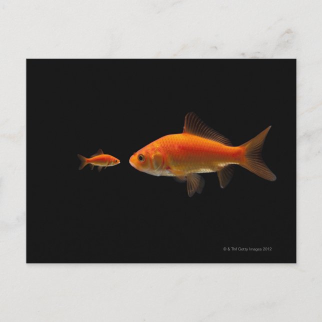 Carte Postale Poisson d'or 4 (Devant)
