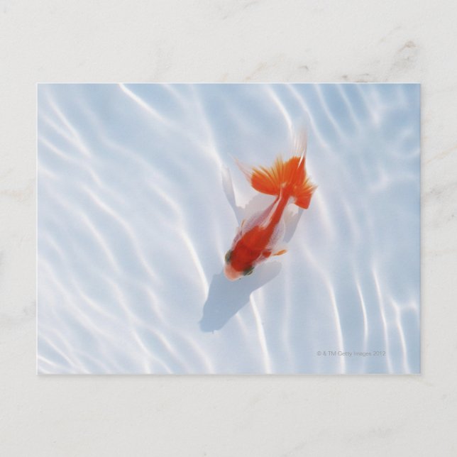 Carte Postale Poisson d'or 5 (Devant)