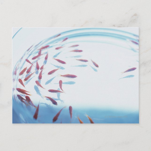 Carte Postale Poisson d'or 6 (Devant)