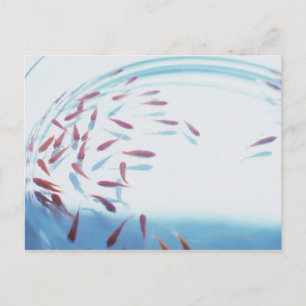 Carte Postale Poisson d'or 6