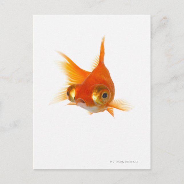 Carte Postale Poisson d'or aux grands yeux (Devant)