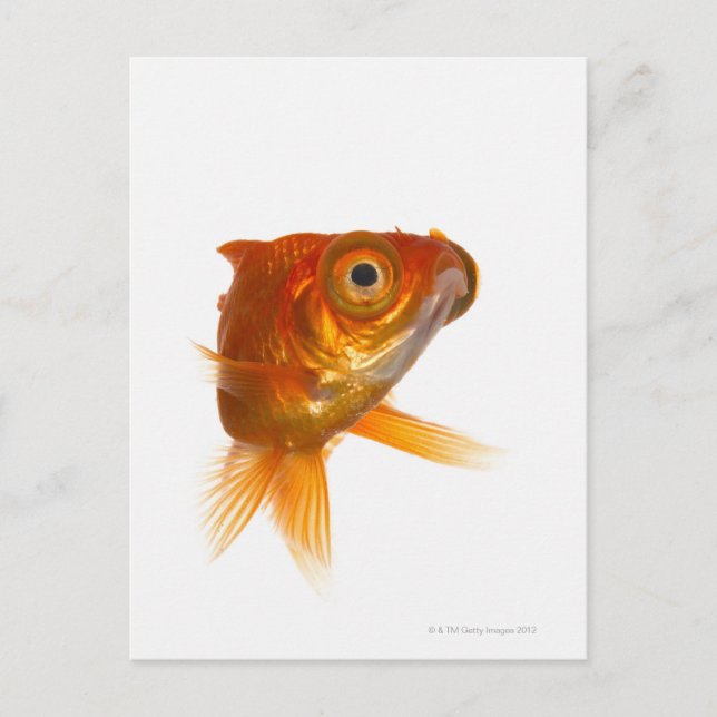 Carte Postale Poisson d'or aux grands yeux 3 (Devant)