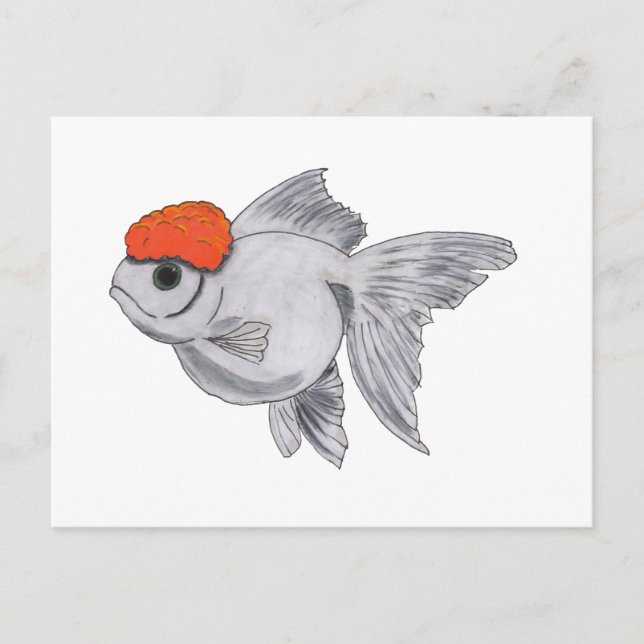 Carte Postale Poisson d'or blanc et orange Oranda Aquarium Poiss (Devant)