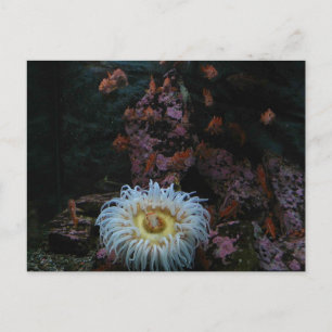 Carte Postale Poisson d'or et anémone de mer
