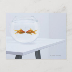 Carte Postale Poisson d'or s'embrasser dans un bol de poisson
