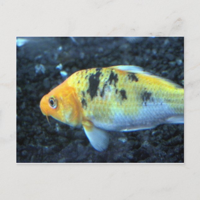 Carte Postale Poisson d'or tacheté (Devant)