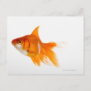 Carte Postale Poisson d'or, vue latérale