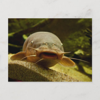 Carte Postale Poisson électrique