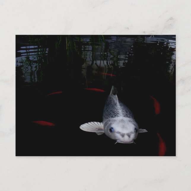 Carte Postale Poisson en carpe (Devant)