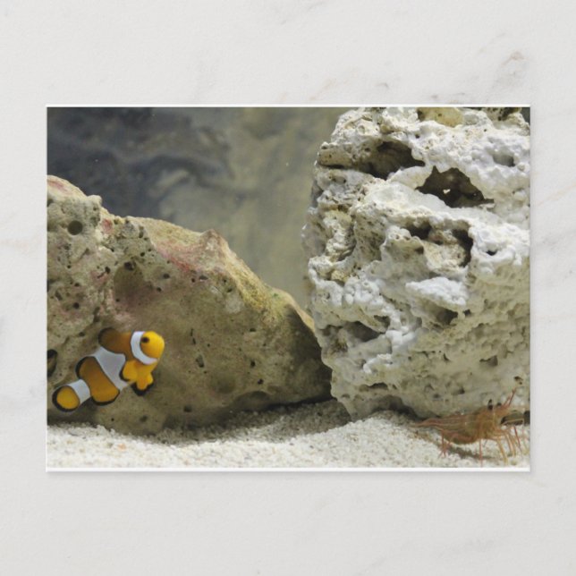 Carte postale Poisson et crevette (Devant)