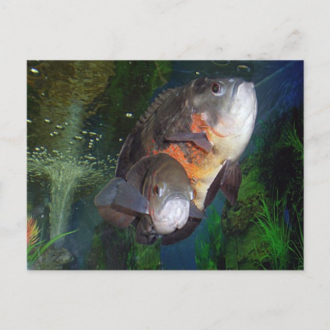 Carte Postale Poisson exotique Astronotus dans l'aquarium de Yal (Devant)
