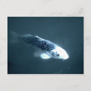 Carte Postale Poisson "fantôme"