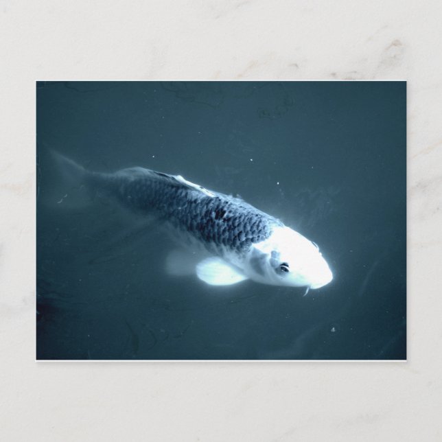 Carte Postale Poisson "fantôme" (Devant)