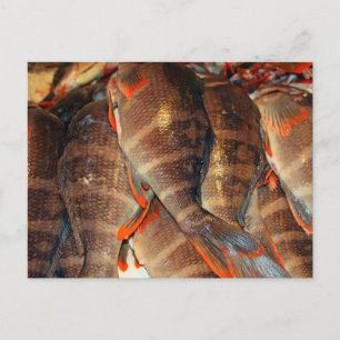 Carte Postale Poisson frais