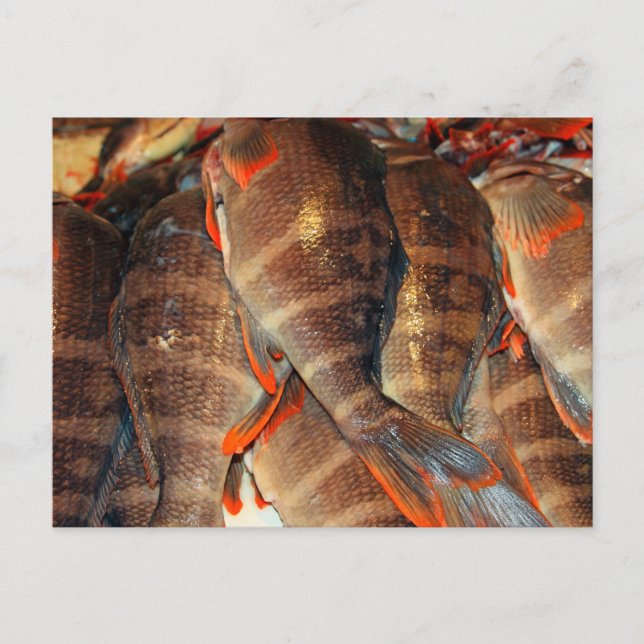 Carte Postale Poisson frais (Devant)