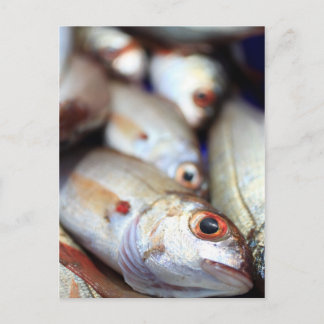 Carte Postale Poisson frais