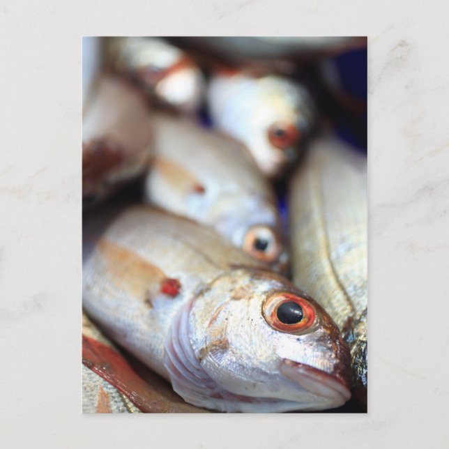 Carte Postale Poisson frais (Devant)