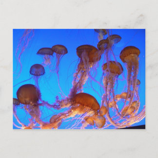Carte Postale Poisson gelé