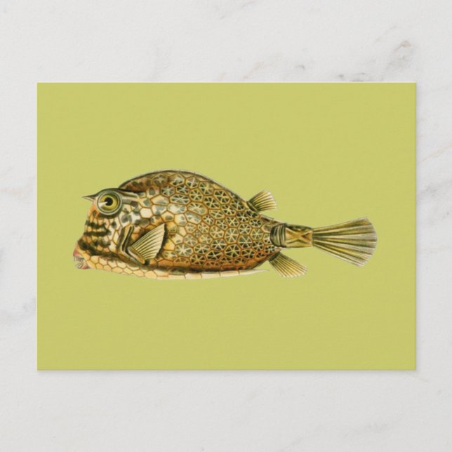Carte Postale Poisson-griffon (Devant)