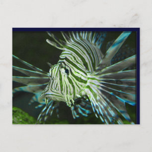 Carte Postale Poisson grincheux