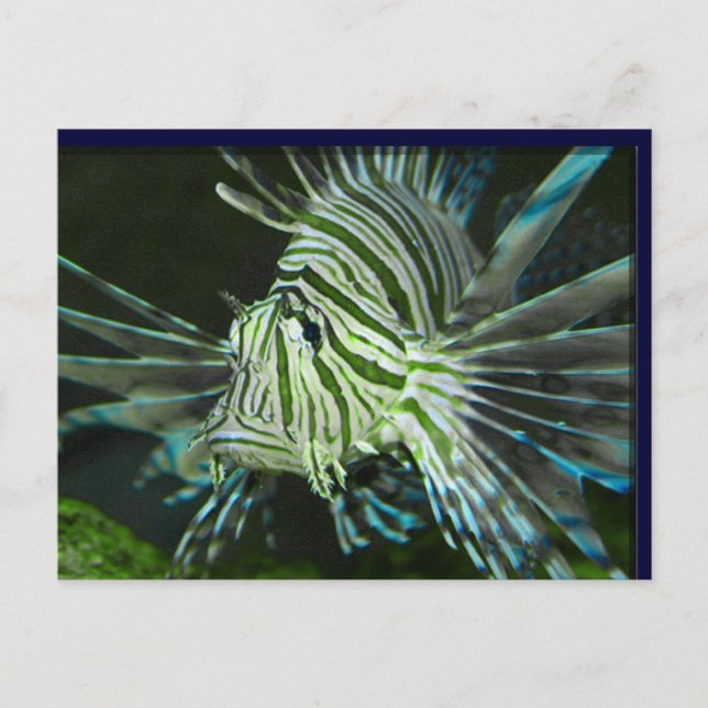 Carte Postale Poisson grincheux (Devant)