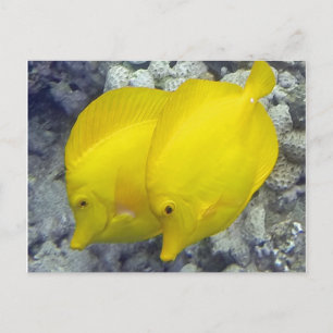 Carte Postale Poisson Hawaii Jaune Tang