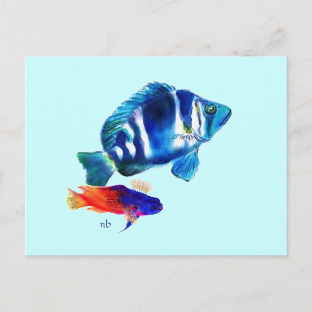 Carte Postale Poisson Indigo, Basslet Fairy (Devant)