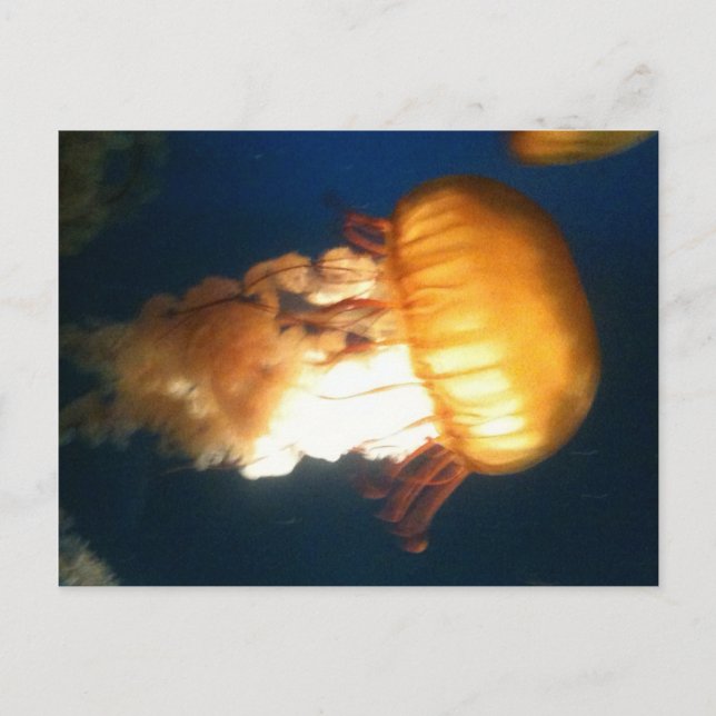 Carte Postale Poisson jaune (Devant)