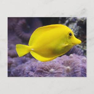Carte Postale Poisson jaune